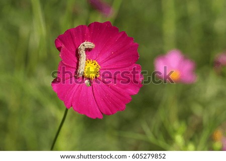 worm eating flower 