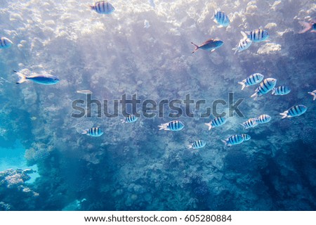 Underwater world of the red sea, fish and corals, Egypt