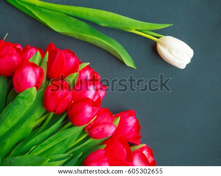 Red and white tulips on a blue background close-up top view