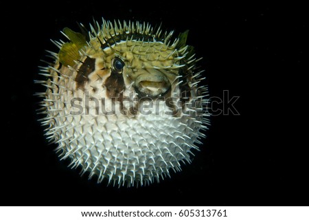 Inflated porcupine puffer ball fish isolated on black while night diving