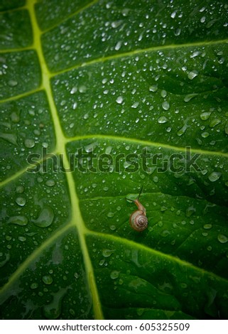 Snails on green leaf dew