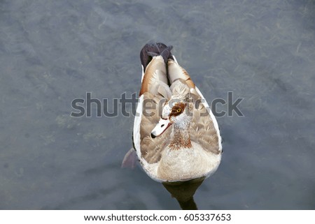 Mallard duck swims in the clear water