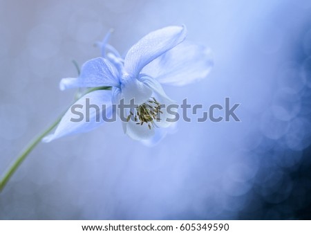 Blue flower - Blue white Columbine with soft bokeh