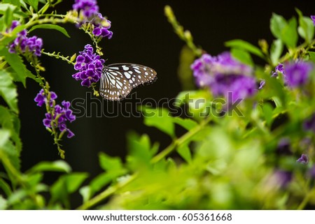 Closeup beautiful butterfly bouquet, natural purple flower island