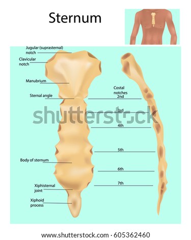 Sternum or breastbone. Structure Royalty-Free Stock Photo #605362460