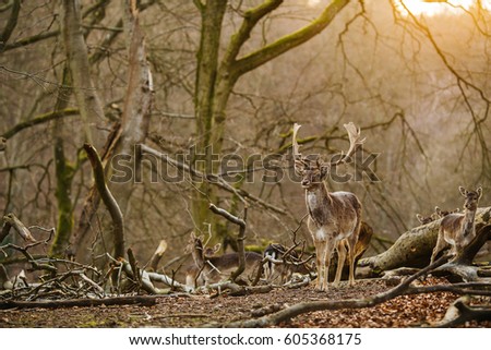 Deer standing in a forest near Aarhus, Denmark, Europe. Beautiful wildlife scene.