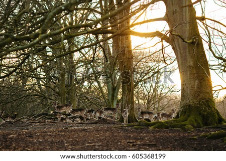 Female Fallow Deers in a forest in Denmark. Beautiful park. Wildlife scene with deer family.