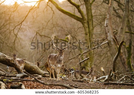 Deer standing in a forest near Aarhus, Denmark, Europe. Beautiful wildlife scene.