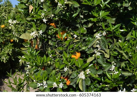Flowering of orange trees in spring in Spain on the Mediterranean coast. White fragrant flower petals. Green young leaves of orange trees. Blue sky . Fruits are orange. Orange garden.