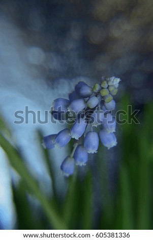 Blue flower macro
