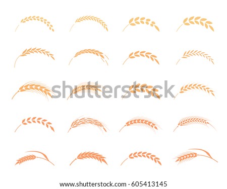 Wheat ears or rice icons set. Agricultural symbols isolated on white background. Design elements for bread packaging or beer label. Royalty-Free Stock Photo #605413145