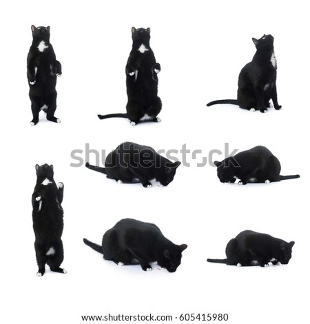 Sitting on the floor black cat isolated over the white background