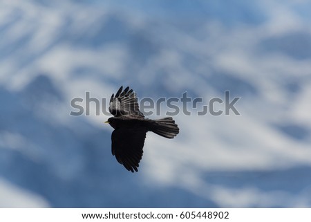 silhouette of flying alpine chough bird (Pyrrhocorax graculus) with snowy mountains