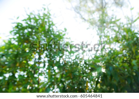 Picture blurred  for background abstract and can be illustration to article of leaf