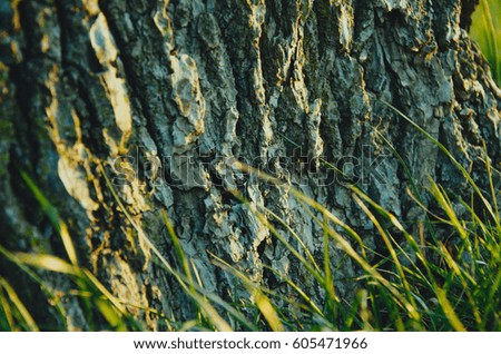 Texture of tree bark with some grass in the bottom of the picture.
