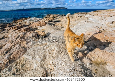 cat on beach and blue sea. orange cat Royalty-Free Stock Photo #605472500