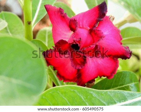 Red Azalea flowers
