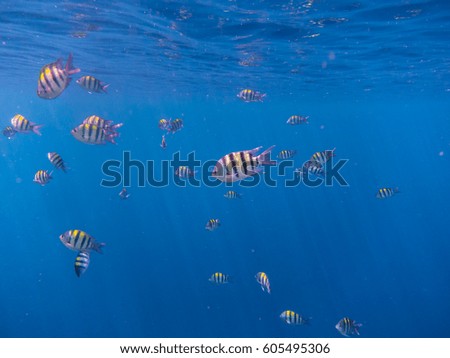 many sergeant fish in the blue sea in indonesia