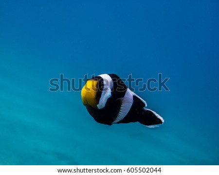 anemone fish in the blue sea in indonesia