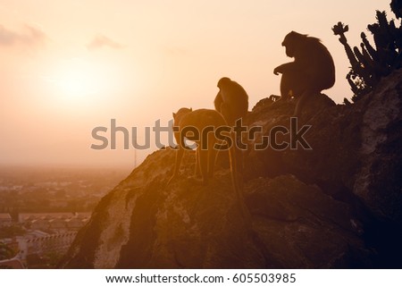 Silhouette of a monkey in sunset