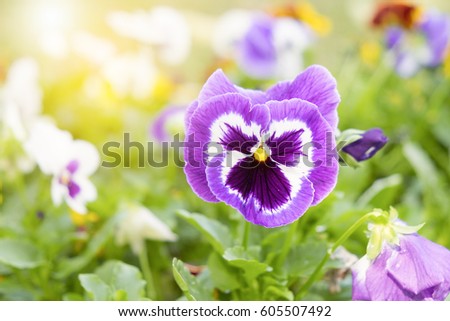 Close up on purple pansy flower in the garden at sunny day