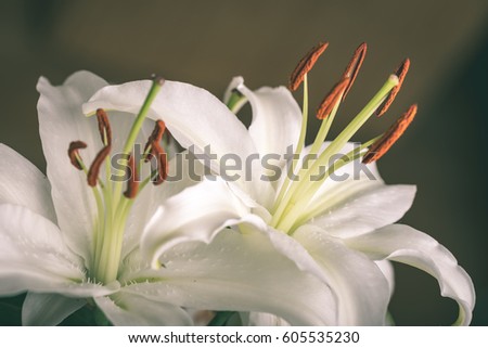 closeup of beautiful white flowers with blur background nature - vintage green look
