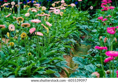 Chrysanthemum flower blossom field, Indoor daisy garden