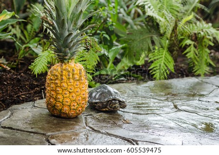 pineapple and turtle