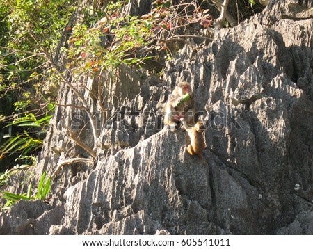 monkey on rocky mountains in the Halong bay in Vietnam