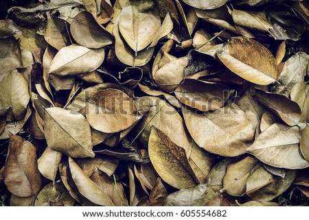 Texture of dry leaves on the lawn,use for backdrop or web design. picture can used wallpaper desktop or copy space for add text message. Nature concept.