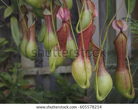 carnivorous plant or venus flytrap or nepenthes, plant trap insect