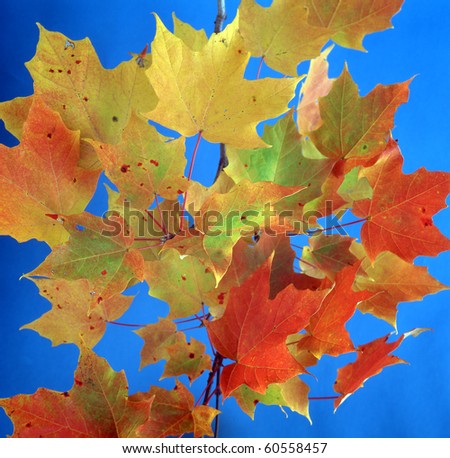 Autumn leaves in studio setting with backgrounds
