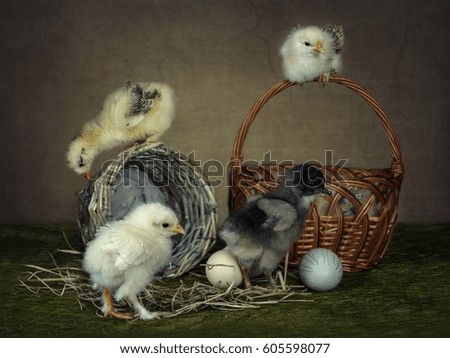 Adventures of young chickens