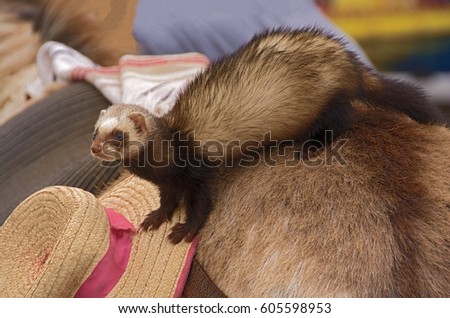 A ferret riding on a donkey's back - with sun hat!