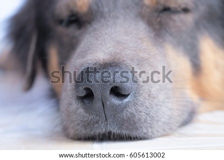 Focus at nose of a dog when it sleeps