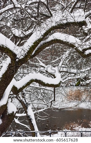 Tree in Central Park covered with snow during the Niko snow storm.