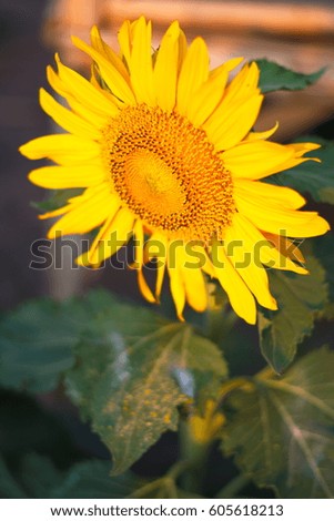 A close up yellow sunflower with dark green stalk and leaves in the botanical garden turn the face to the sun ray