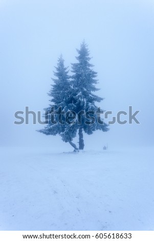 Landscape with pine trees covered by snow. Pinus sylvestris.

