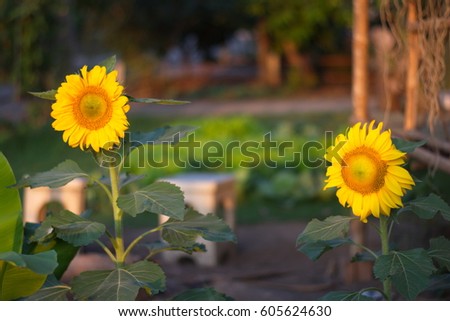 A natural picture of two vivid yellow sunflowers with orange pollens and their dark green stalks in front of the blurred background.