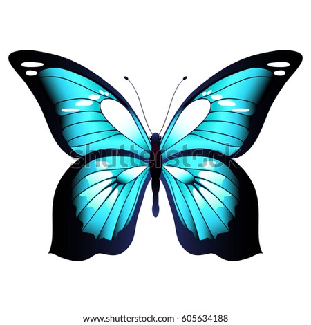 beautiful blue butterfly, isolated  on a white