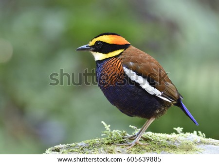 Malayan banded pitta (Hydrornis irena) amazing colorful bird standing on green mossy rock over blur green background, fascinated nature