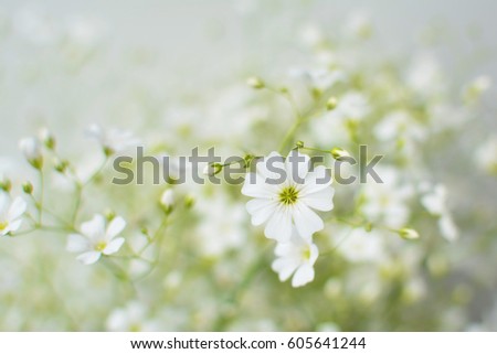 Baby's breath flowers dreamy floral background (Gypsophila)