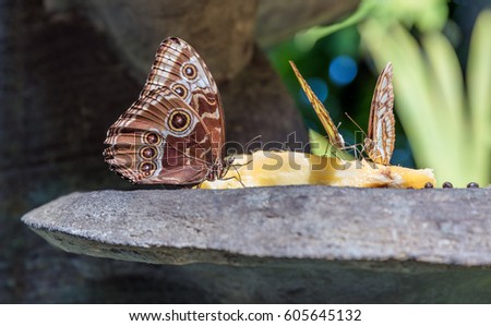Beautiful butterflies eat the piece of pineapple - Copenhagen, Danmark