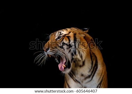 Closeup head of tiger on black background. Royalty-Free Stock Photo #605646407