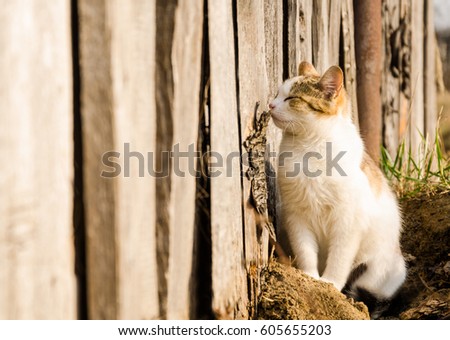 Cat in the grass. on background wooden texture