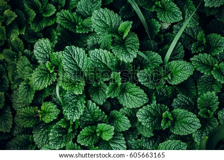 Green Mint Plant Grow Background.  Royalty-Free Stock Photo #605663165