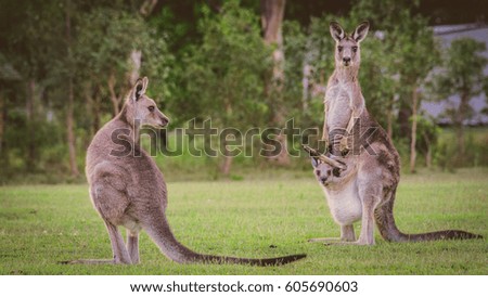 Eastern Kangaroos in the wild