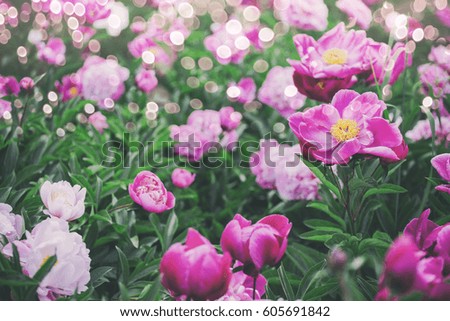 Flowers background. Beautiful pink and red peonies in field. Toning