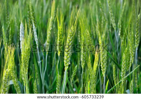 The green ears of cereal crops in the field . Royalty-Free Stock Photo #605733239