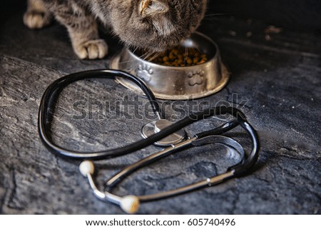 Cat and stethoscope near the food